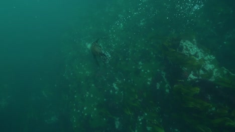 Gute-Unterwasseraufnahme-Einer-Robbe,-Die-Mit-Schnorchlern-Und-Tauchern-Vor-Der-Küste-Südafrikas-Spielt-Und-Taucht