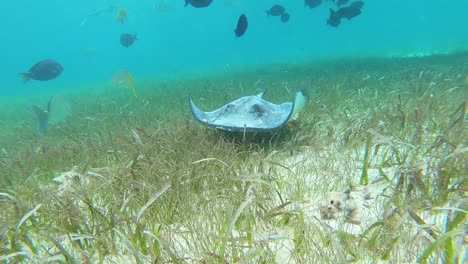 Menschen-Schwimmen-Und-Schnorcheln-Mit-Fischen,-Während-Darunter-Riesige-Mantarochen-Unter-Wasser-In-Der-Hai-Strahlenallee-In-Belize-Schwimmen