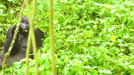 Montaña-Gorilla-Eating-Vegetation-In-Slow-Motion-In-The-Virunga-Rainforest-Of-Uganda