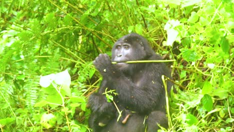 Mountain-Gorilla-Eating-Vegetation-In-Slow-Motion-In-The-Virunga-Rainforest-Of-Uganda-1