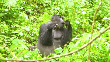 Mountain-Gorilla-Eating-Vegetation-In-Slow-Motion-In-The-Virunga-Rainforest-Of-Uganda-2