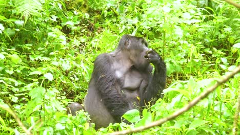 Mountain-Gorilla-Eating-Vegetation-In-Slow-Motion-In-The-Virunga-Rainforest-Of-Uganda-3