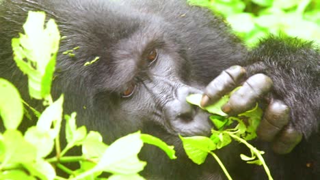 Mountain-Gorilla-Eating-Vegetation-In-Slow-Motion-In-The-Virunga-Rainforest-Of-Uganda-4