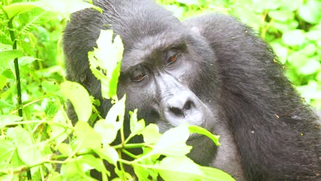 Mountain-Gorilla-Eating-Vegetation-In-Slow-Motion-In-The-Virunga-Rainforest-Of-Uganda-5