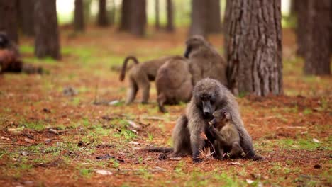 A-troop-of-baboons-adults-and-babies-sit-in-a-forest-and-groom-each-other