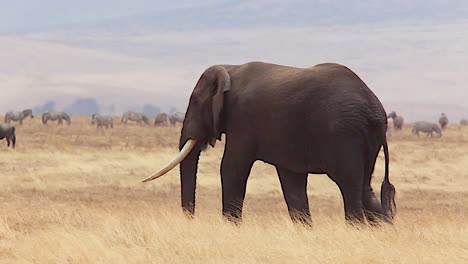 Schöne-Aufnahme-Eines-Dunklen-Elefanten,-Der-Im-Gras-Am-Ngorongoro-Krater-In-Tansania-Spazieren-Geht