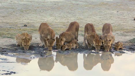 Magnificent-shot-of-a-family-of-lions-drinking-at-a-watering-hole-on-safari-at-the-Serengeti-Tanzania