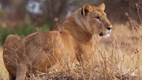 Very-good-shot-of-a-female-African-lion-alert-and-looking-for-prey-Serengeti-Tanzania