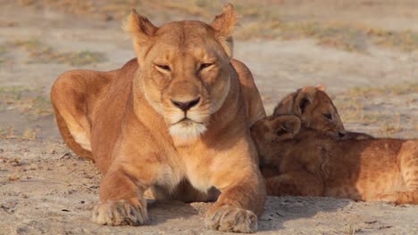 Magnificent-shot-of-a-family-of-lions-sitting-on-the-savannah-on-safari-at-the-Serengeti-Tanzania