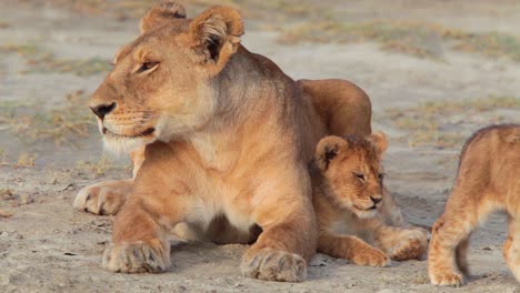 Magnificent-shot-of-a-family-of-lions-sitting-on-the-savannah-on-safari-at-the-Serengeti-Tanzania-1