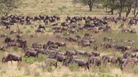 Wildebeest-migrate-across-the-plains-of-the-Serengeti-Tanzania-Africa-on-safari-during-migration-season