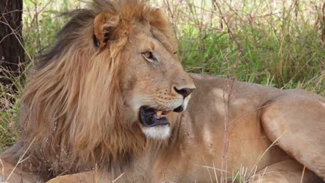 Beautiful-close-up-of-a-proud-male-lion-on-safari-in-the-bush-of-Serengeti-Tanzania-Africa