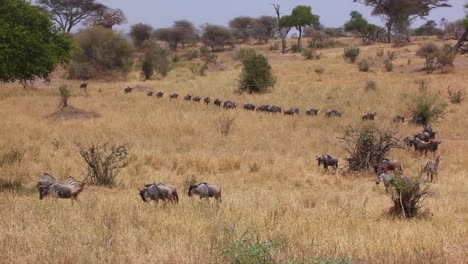 Wildebeest-migrate-across-the-plains-of-the-Serengeti-Tanzania-Africa-on-safari-during-migration-season-1