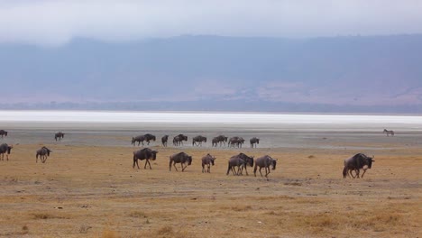 Los-ñus-Migran-A-Través-De-Las-Llanuras-Del-Serengeti,-Tanzania,-África-En-Un-Safari-Durante-La-Temporada-De-Migración-2