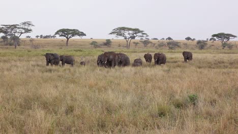 Elephants-migrate-across-the-plains-of-the-Serengeti-Tanzania-Africa