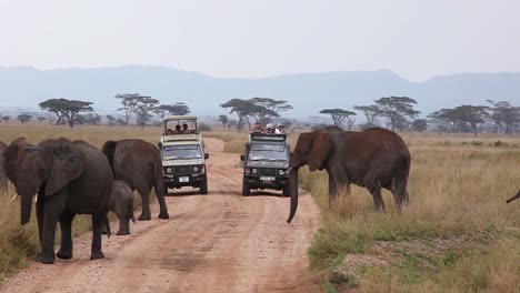 Elephants-migrate-across-the-plains-of-the-Serengeti-Tanzania-Africa-with-safari-vehicles-foreground