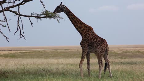 A-giraffe-eats-from-a-high-tree-on-the-Serengeti-Tanzania-Africa