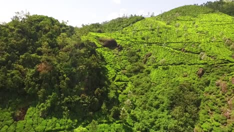 Eine-Luftaufnahme-Zeigt-Eine-Weitläufige-Teeplantage-In-Kerala-Indien