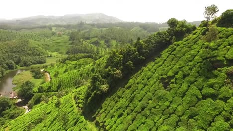 Eine-Luftaufnahme-Zeigt-Eine-Weitläufige-Teeplantage-In-Kerala-Indien-1