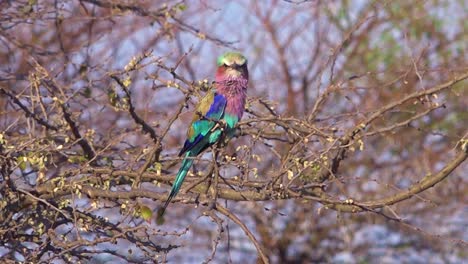 A-lilac-breasted-roller-multi-colored-bird-sits-in-a-tree-on-safari-in-Namibia-Africa