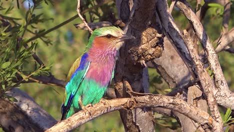 A-lilac-breasted-roller-multi-colored-bird-sits-in-a-tree-on-safari-in-Namibia-Africa-1