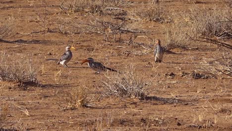 Yellow-billed-hornbills-forage-on-the-ground-in-Africa