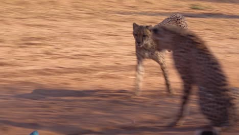 A-cheetah-running-chases-a-moving-target-in-slow-motion-attached-to-a-rope-at-a-cheetah-rehabilitation-center-in-Namibia