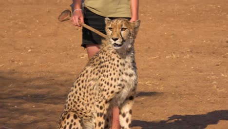 A-trainer-feeds-meat-to-a-cheetah-at-a-cheetah-rehabilitation-center-in-Namibia-Africa