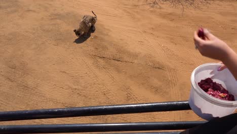 A-trainer-feeds-meat-to-a-cheetah-from-a-truck-at-a-cheetah-rehabilitation-center-in-Namibia-Africa