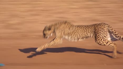 A-cheetah-running-chases-a-moving-target-in-slow-motion-attached-to-a-rope-at-a-cheetah-rehabilitation-center-in-Namibia-2