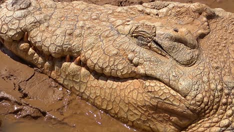 A-crocodile-slowly-opens-its-eye-in-a-muddy-pond-in-Namibia-Africa