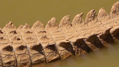 Pan-across-a-crocodile-sitting-in-a-muddy-pond-in-Namibia-Africa