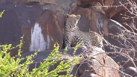 A-leopard-looks-down-from-a-perch-on-a-rock-cliff-on-safari-on-the-African-savannah-in-Namibia