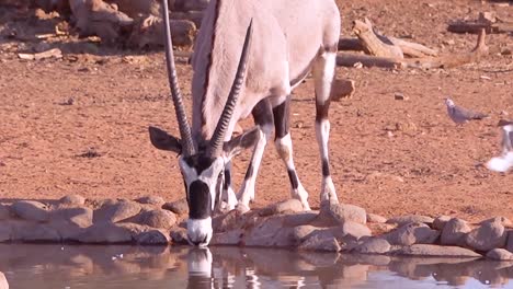 An-African-oryx-antelope-walks-to-a-watering-hole-in-Namibia-and-drinks