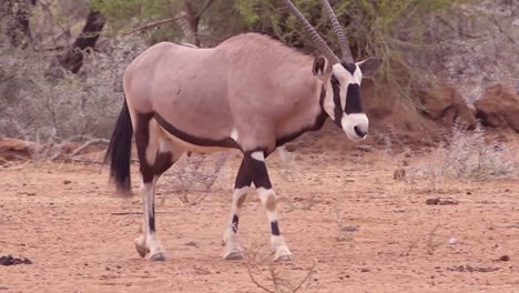 Un-Antílope-Oryx-Africano-Camina-Hacia-Una-Lamida-De-Sal-En-Namibia-Y-Bebe