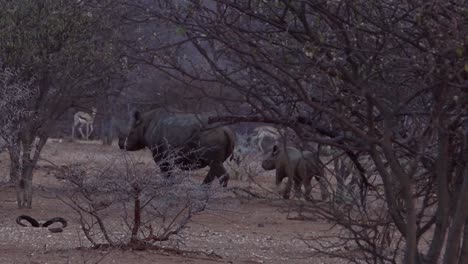 Rare-black-rhino-and-baby-walk-through-the-bush-in-Namibia