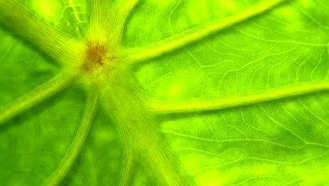 Extreme-Nahaufnahme-Von-Grünem-Chlorophyl-In-Einem-Pflanzenblatt