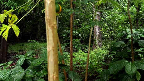 Moving-shot-through-a-rainforest-or-jungle