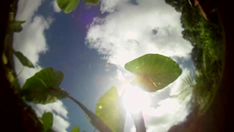 POV-from-the-bottom-of-a-pond-pool-or-stream-with-leaves-floating-on-top-and-the-sky