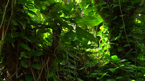 Slow-moving-shot-through-dense-rainforest