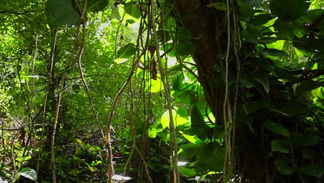 Slow-moving-shot-through-dense-rainforest-with-sun-glinting-through