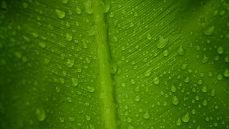 Rack-Fokus-Durch-Grüne-Pflanze-Mit-Wassertröpfchen