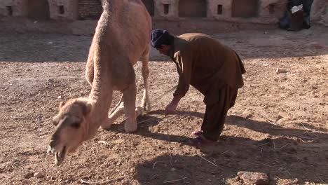 A-man-and-a-camel-in-Iran