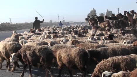 A-man-herds-sheep-near-a-road-in-Iran-