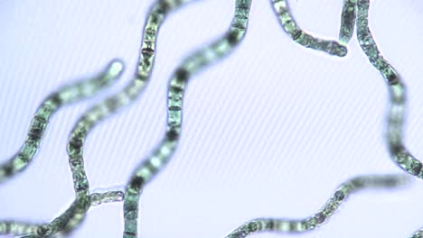 Microscopic-view-of-algae-ribbons-2