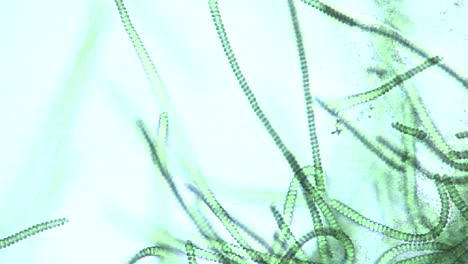 Mikroskopische-Ansicht-Von-Spirulina-Sp-Blaualgen