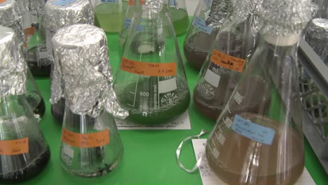 Erlenmeyer-flasks-with-algae-are-shaken-in-order-to-allow-the-algae-to-grow-faster-than-without-movement