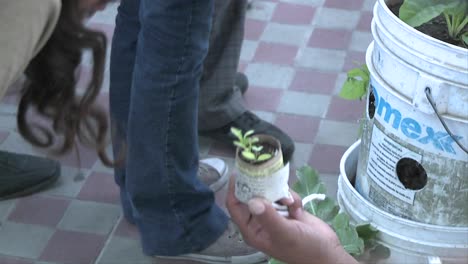 Kleine-Pflanzen-In-Pappbehältern-Werden-Verschenkt,-Damit-Die-Leute-Sie-In-Ihren-Häusern-Verpflanzen-Können