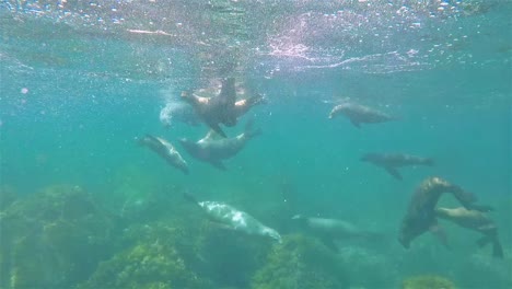 Baja-California-sea-lions-underwater-San-Pedro-Martir-playing-and-swimming