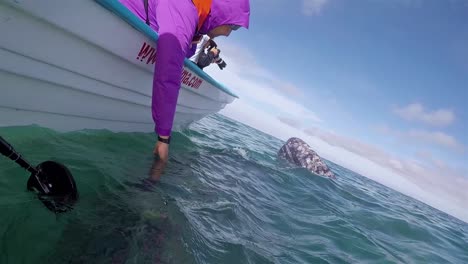 Touristen-Lehnen-Sich-Heraus-Und-Berühren-Baja-Grauwale-Unter-Wasser-Vom-Panga-Boot-Aus